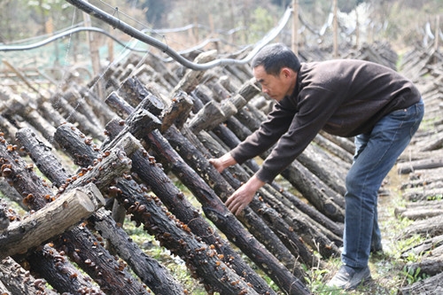 A farmer in Guangyuan earned 1 million yuan when he returned to his hometown to plant fungus for three years.