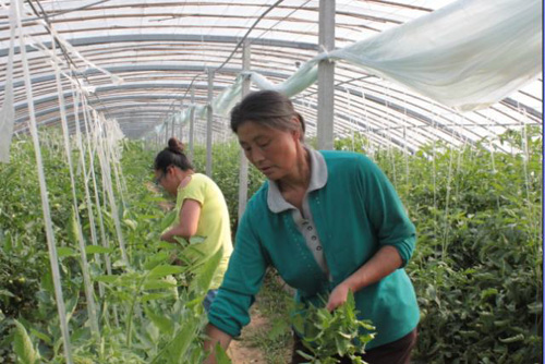 Three Tang dynasties in Shandong Plain: planting greenhouse vegetables and running to a well-off Society hand in hand