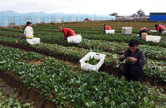 High-grade vegetables should be sold in Guangzhou, Shenzhen and Hong Kong.