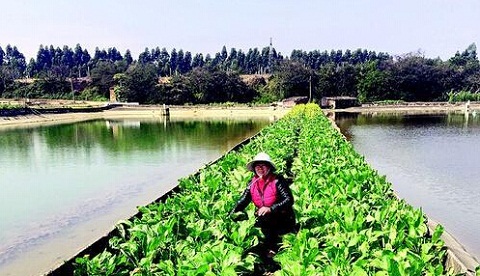 Guangdong female self-taught eel culture has succeeded in getting rich for nearly half a year.