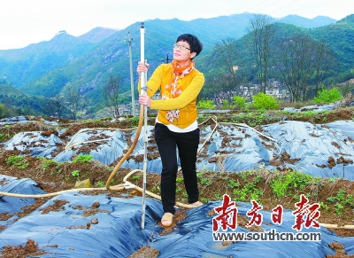 She gave up 150000 of her annual salary and went back to her hometown to grow chili peppers: to become a leader in getting rich in the mountains.