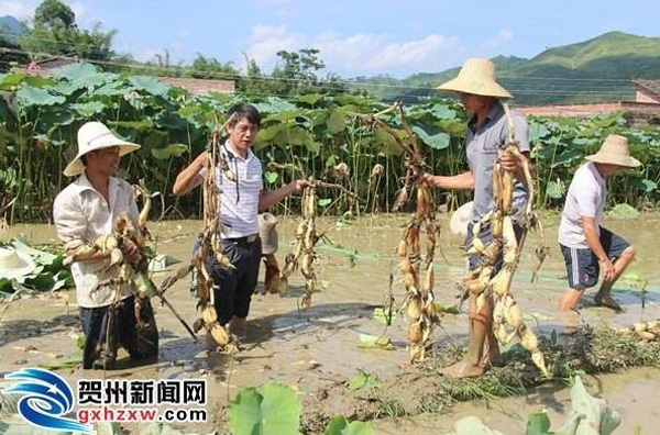 Xie Qingmian, a big lotus seed farmer: 