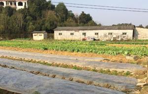 The small rabbit farming industry in the countryside makes a lot of money.