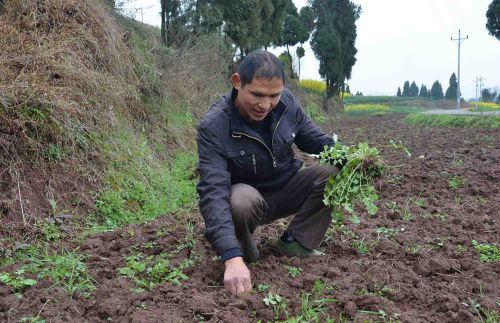 Tian Enrong in Zhongxian County returned to his hometown to plant herbs to make Qianhuyuan become rich.