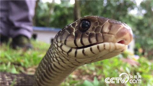 Zhang Zhuang gang: a timid man raising snakes