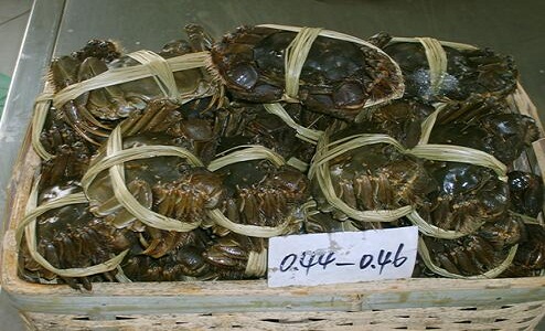 The technology of river crab culture led him to the road of becoming rich in fishing.