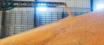 Increase in grain production, reduce costs, wait for time.