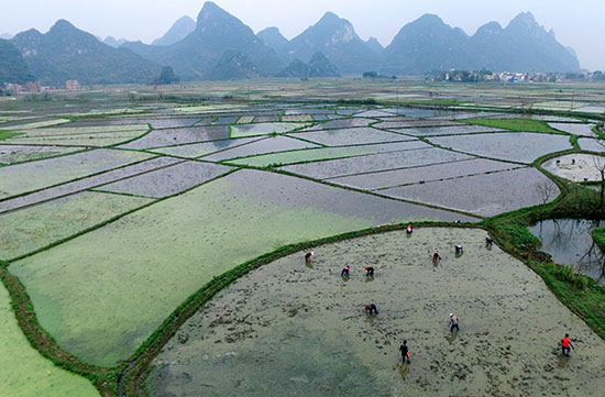 Ten thousand mu of lotus root field is busy with spring planting. Liujiang is famous for its products.