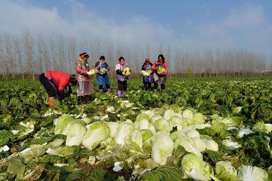 New Yumi Township in Jiangsu Province is well-off for food security.