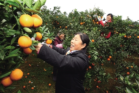 Ten years' research and development of science and technology into the cultivation of sweet oranges to increase farmers' income and become rich