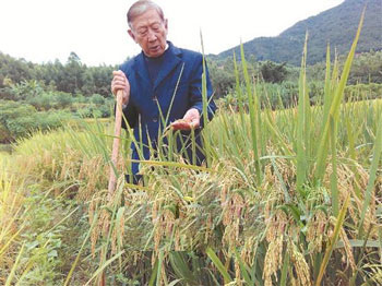 The fragrance price of rice with sweet-scented osmanthus is 3 times that of ordinary.