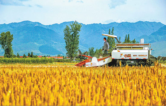 Mai Lang Mai Ke rushed to harvest summer grain in southern Shaanxi