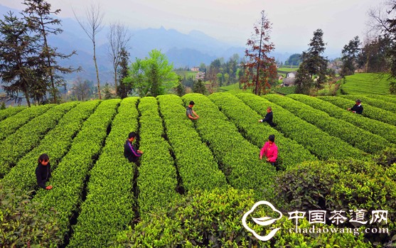 Anji White Tea Girl Zhong Yuying: never forget your neighbors when you get rich