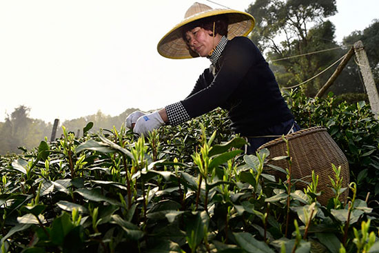 Hangzhou sunny Xihu Longjing Tea picked 10 days early