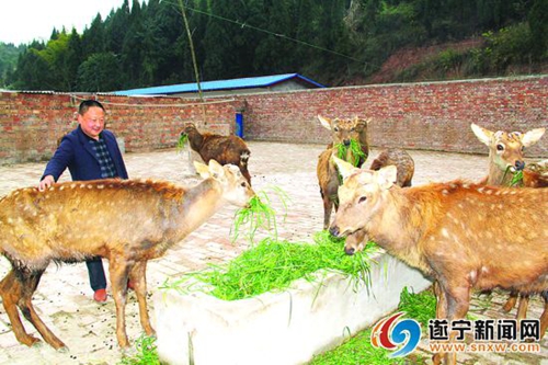 The leading geese who fly back to the mountain village to get rich