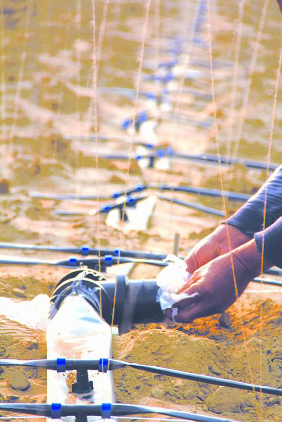 Drip irrigation in Henan province prone to drought in sandy areas