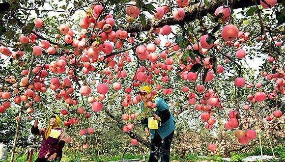 When apples are ripe, when Qixia fruit growers meet fresh e-commerce,