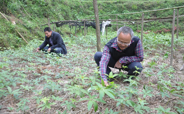 Lu Huanping, a villager of Heli, Guanyang, introduced traditional Chinese medicine to dig the way to get rich.