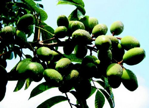 Fangxian County, Hubei Province: after 10 years, the fruit of getting rich has been planted as desired.