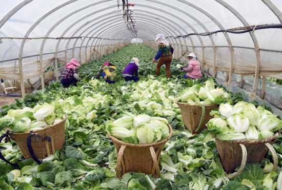 Vegetables from Yunnan plateau are popular in Beijing, Guangzhou and Shenzhen.