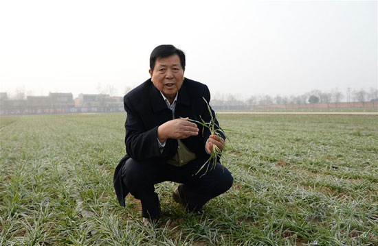 Wang Hui, a veteran expert in wheat breeding in Xinong.