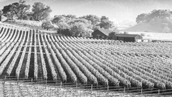 The wine-making Bodhi planting area in the Northern Hemisphere is moving northward.