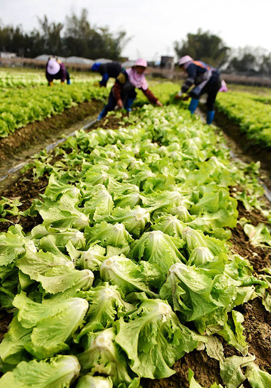 Farmers in Guangxi robbed vegetables after the ice disaster and cold wave.