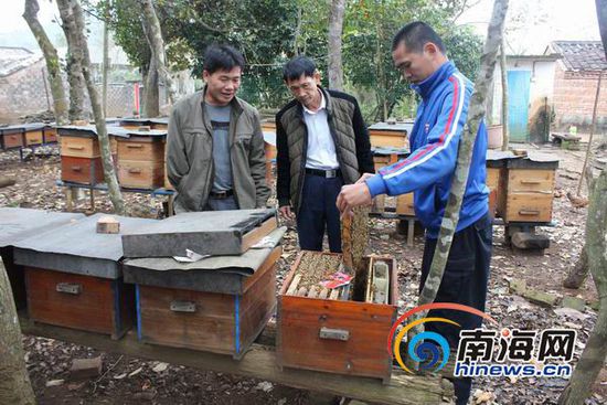 Huang Guangxing, the disabled person in Haikou, keeps bees and brings the rich side of the disabled.