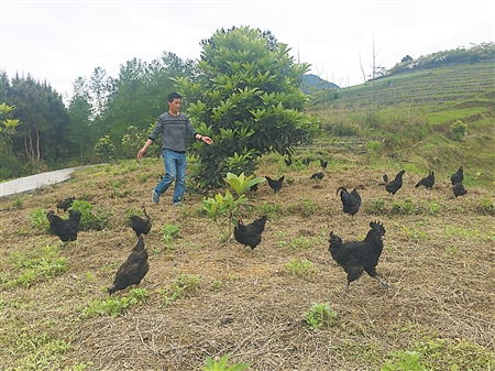 If you don't like pumpkin, native chicken, loquat tree, you will be rich if you understand it.