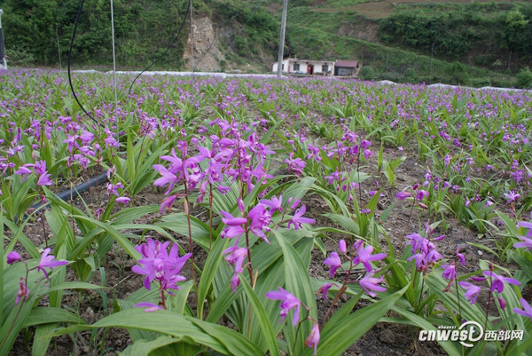 King Bletilla striata from Yingfeng Town, Shiquan County, Shaanxi Province, introduced 