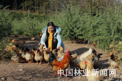 Raising native chickens under the forest of Lujiang River 