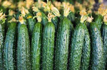 Cucumber with thorns on the top flower: please rest assured that credit