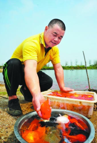 Develop ornamental fish aquaculture, farmers get rich and increase income in rural areas