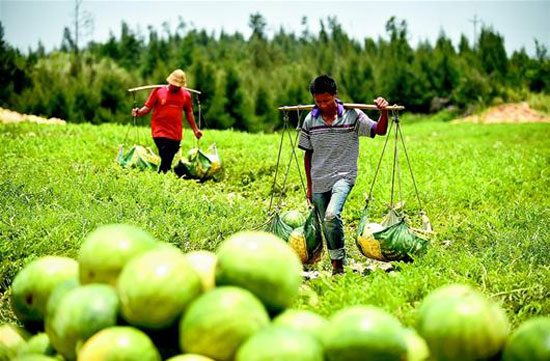 Wenchang watermelons are unsalable for 0.25 yuan per jin.