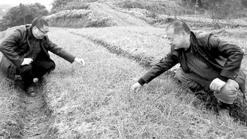 A PPT moved the two classmates to join hands in growing chives.