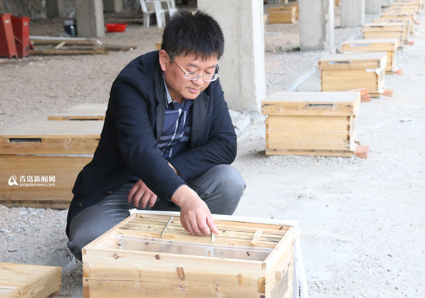 Millions of Chinese honeybees visited the deep mountain beekeeping base in Qingdao, Shandong Province.