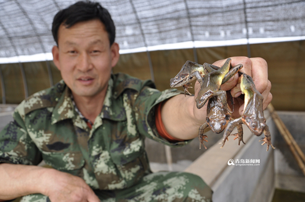 Forest frog farmers in grape fields have become partners.