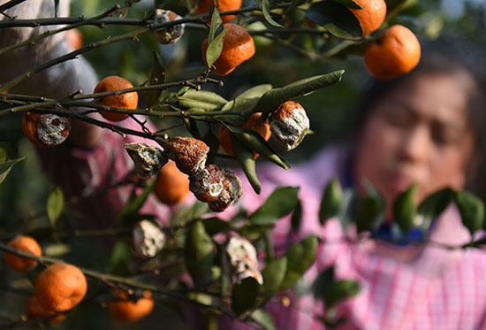 Frozen rotten tangerines have a bumper harvest of ten million jin and the heart of cold farmers is in the field.