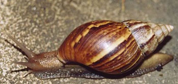 Delicious African snails are not allowed to stay in the United States