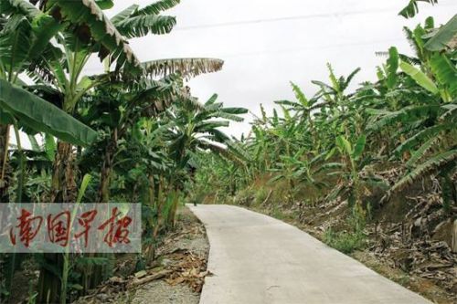 Farmers go abroad to steal teachers and return to their hometown to plant Xigong bananas with great success.