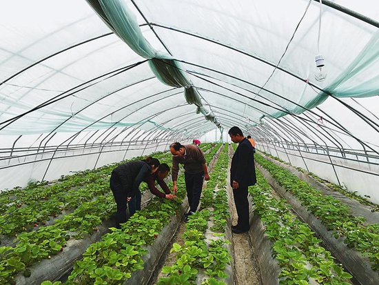 Zhou Weiqiang, a farmer in Lintong: agricultural products, the key is to speak with quality.