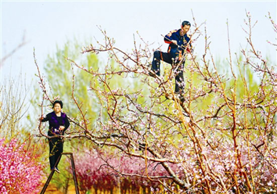 Busy fruit growers pollinate peach blossom trees during the Qingming Festival