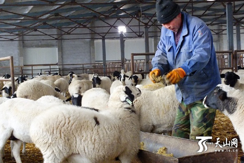 * * Farmers in Yanqi County raise blackhead Dupo sheep to increase their income and become rich