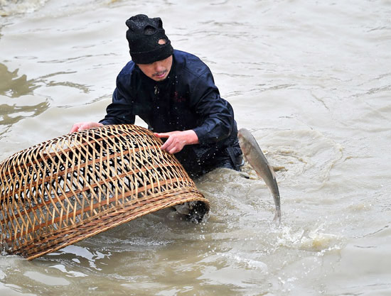 Zhangjiajie chickens cover fish to welcome the Spring Festival more than every year