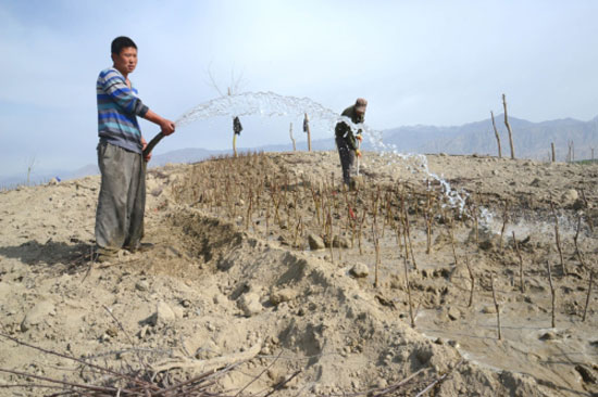 Crops planted in the desert in spring to defend their homeland