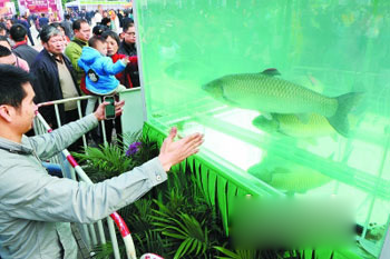 Zhongshan fish for Hong Kong and Macao 