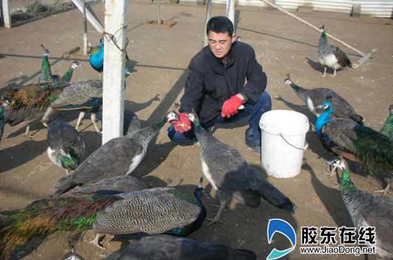 Veterans turn to work to raise peacocks, diligence and wisdom open the 