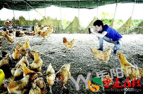 Post-80s boys raise chickens and start a business, selling 160000 chickens online in a month?