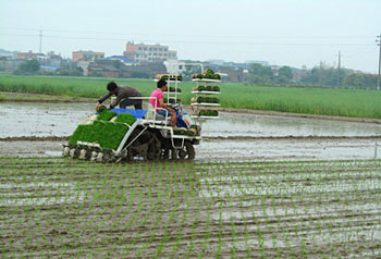 Technical Guidance and Protection of Early Rice Breeding and Transplanting in South China