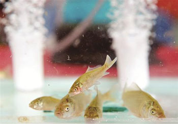 When will the commercialization of genetically modified carp in China break?